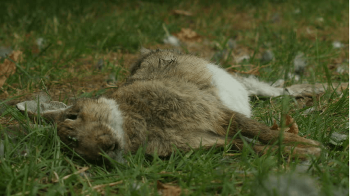 Wild Rabbit With Fur