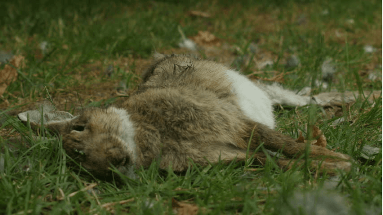 Wild Hare with Fur