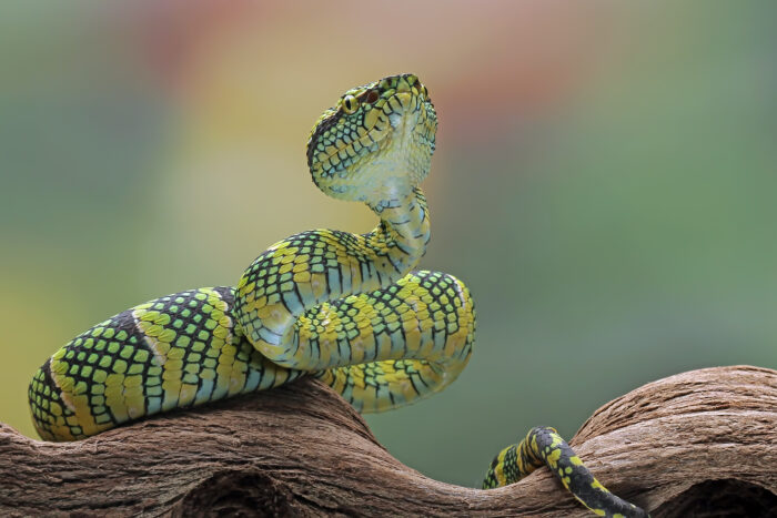 Photo inspiration: Snake Feeding 101 What Every Snake Owner Should Know Photo Inspiration