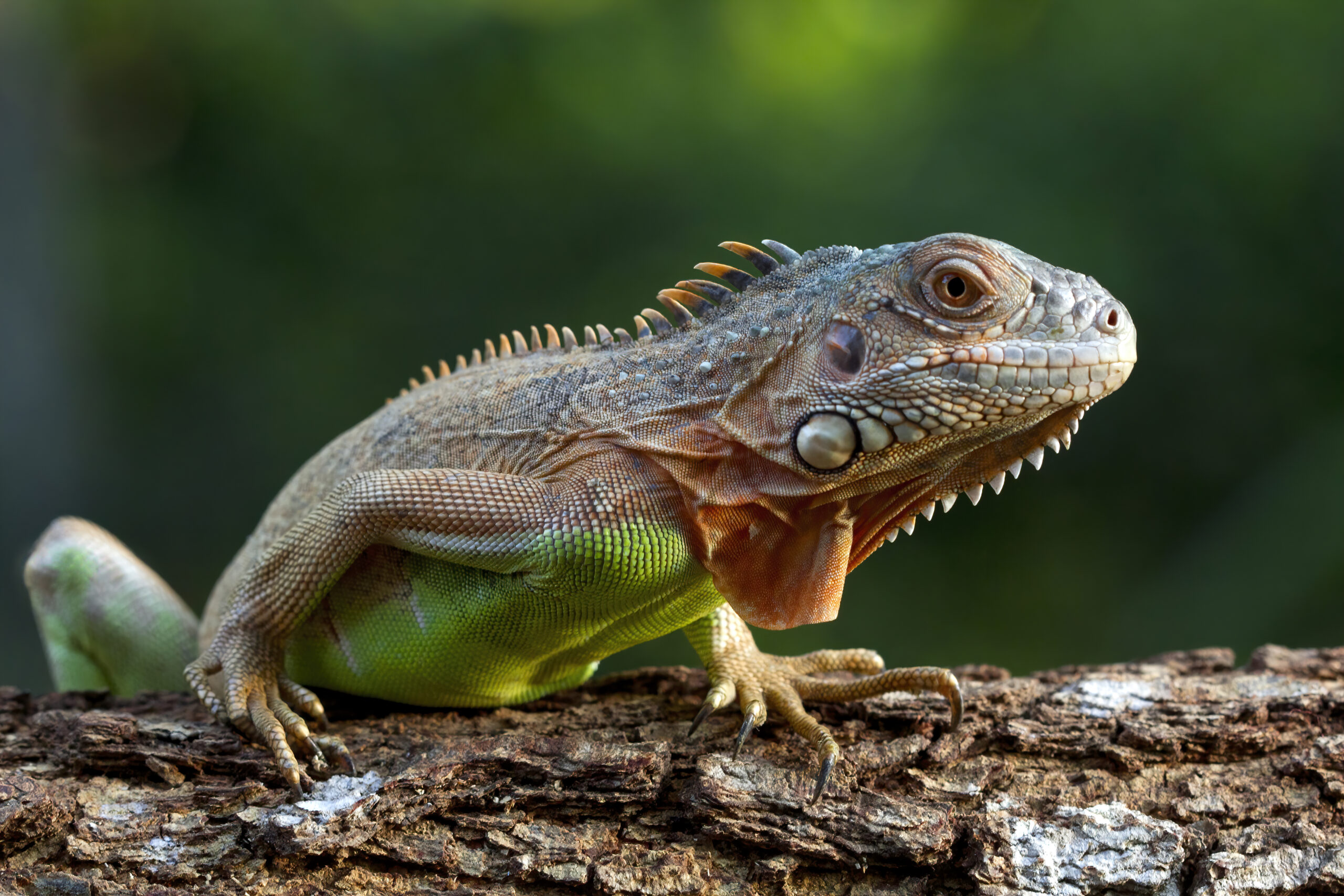 Reptile-red-iguana