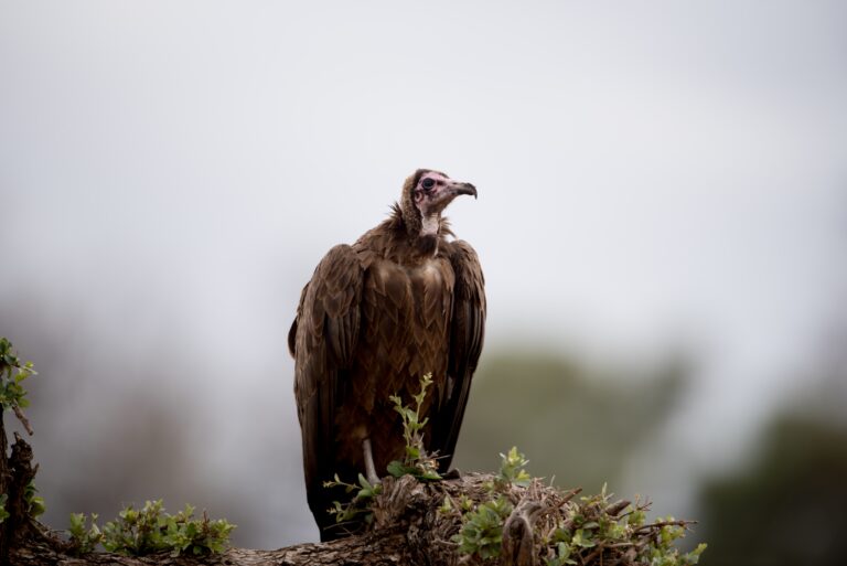 birds-of-prey-vulture