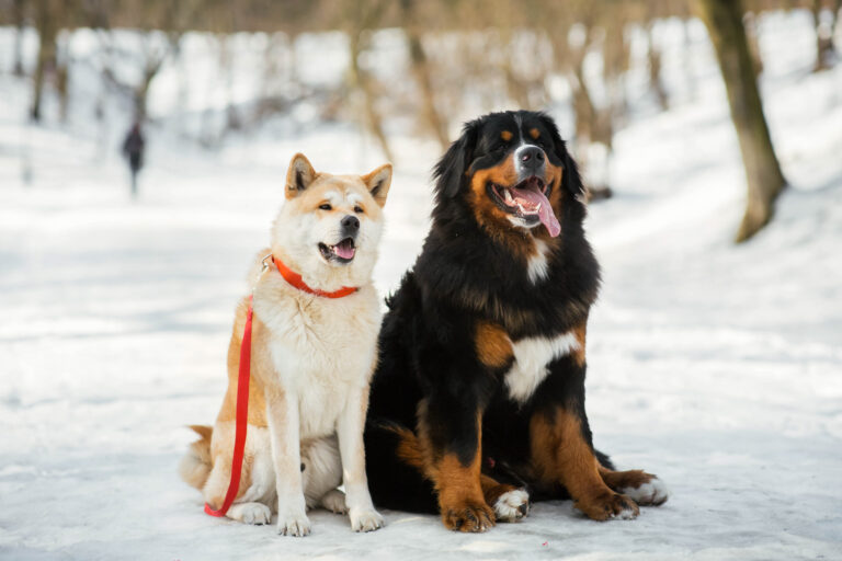Akita-inu dog and Bernese Mountain dog sit side by side in a win