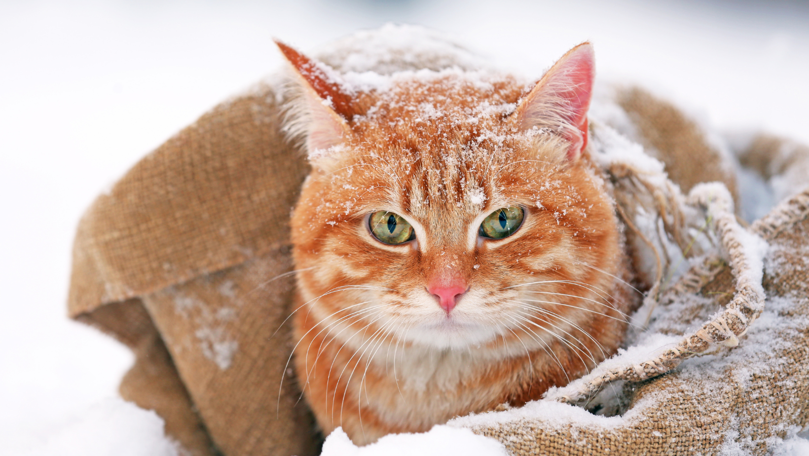image of a cat in snow