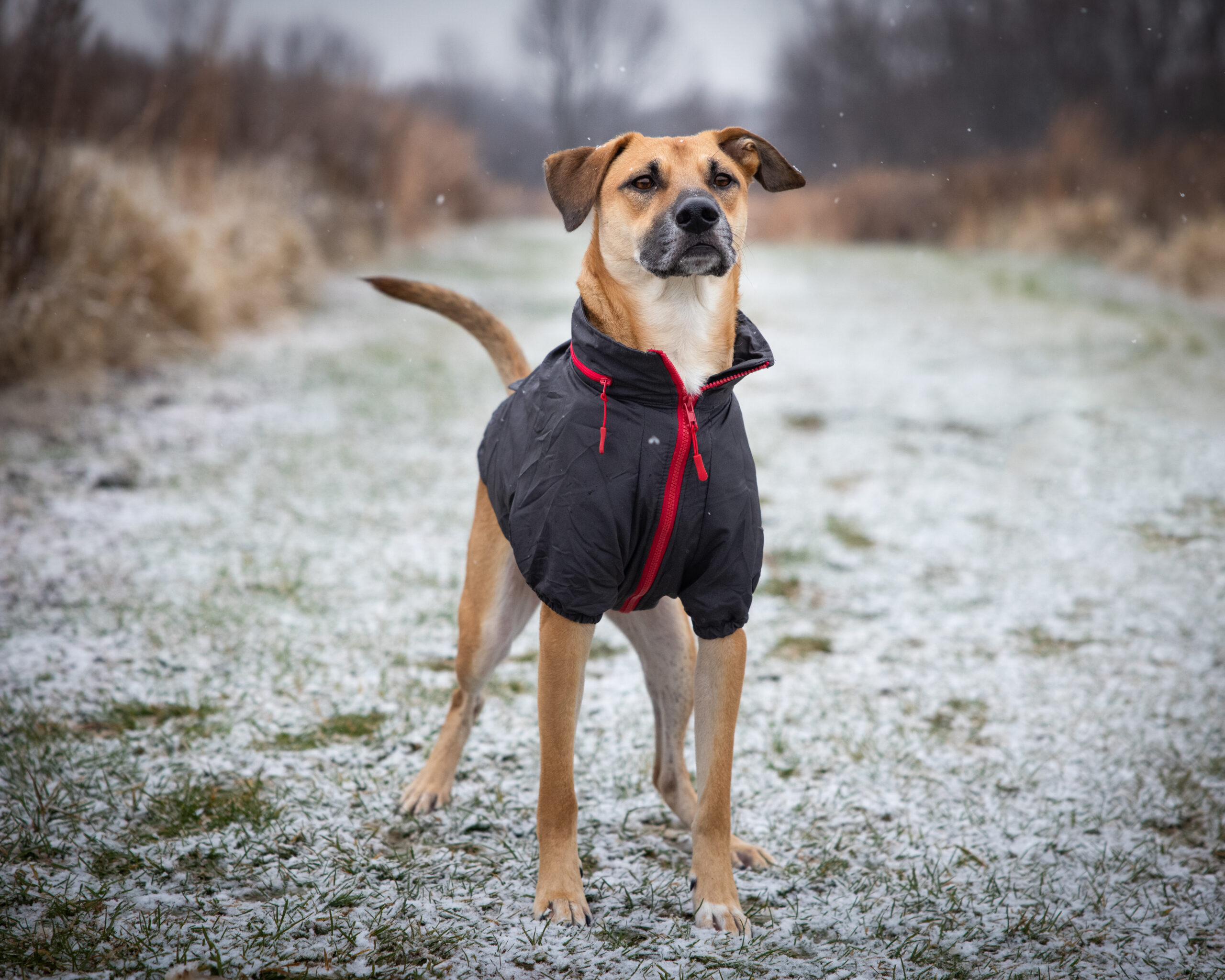 An image of a dog in a winter coat