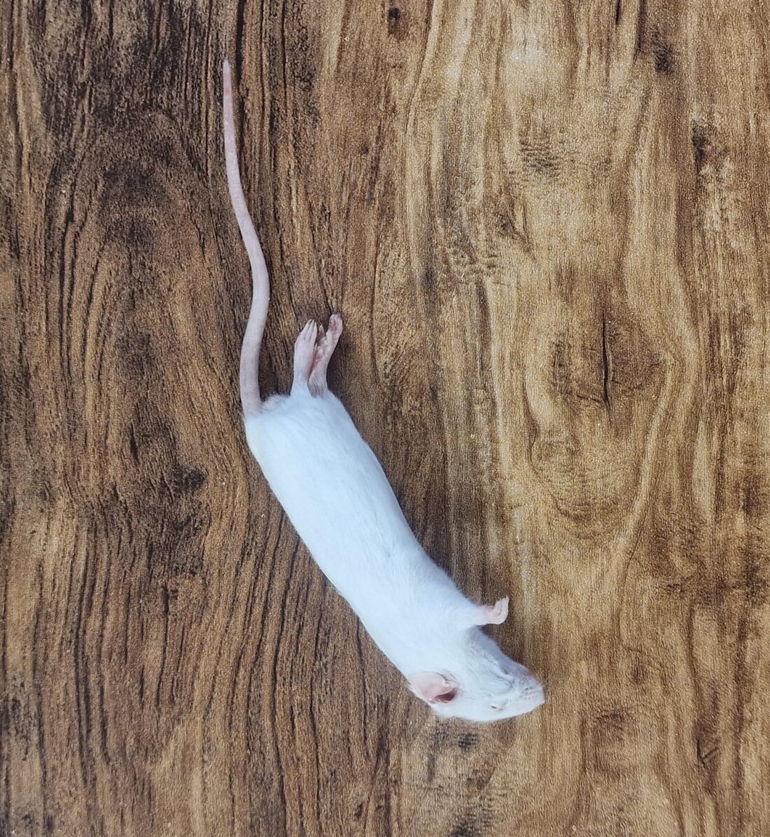 Medium Mice
