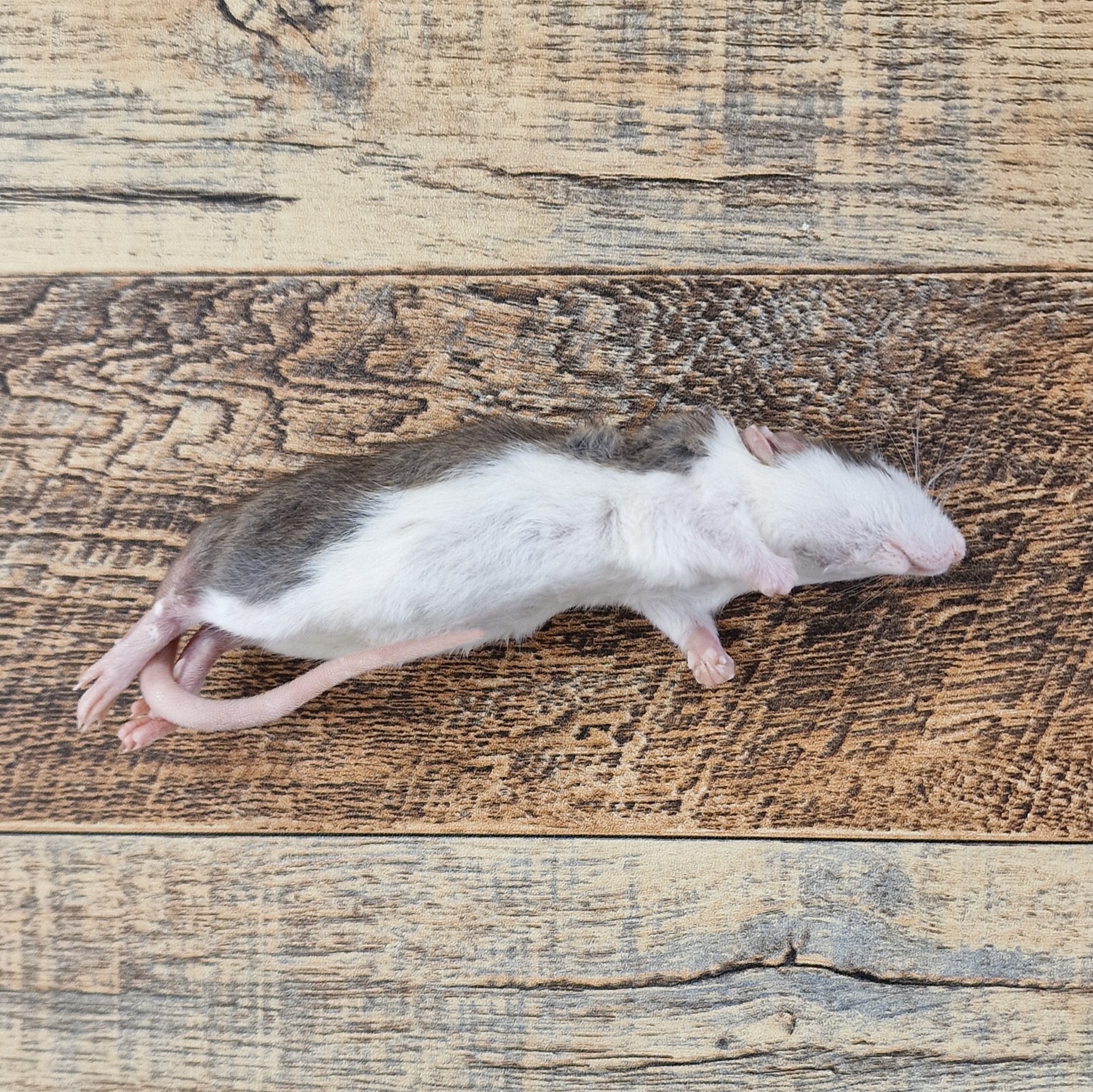 A Rat Pup