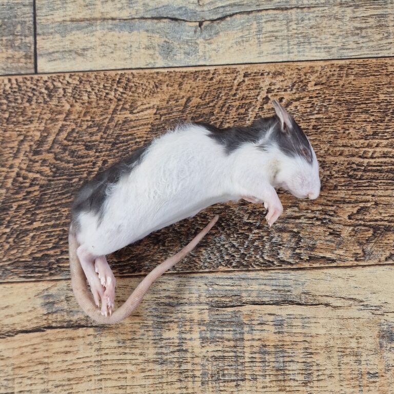 small rats