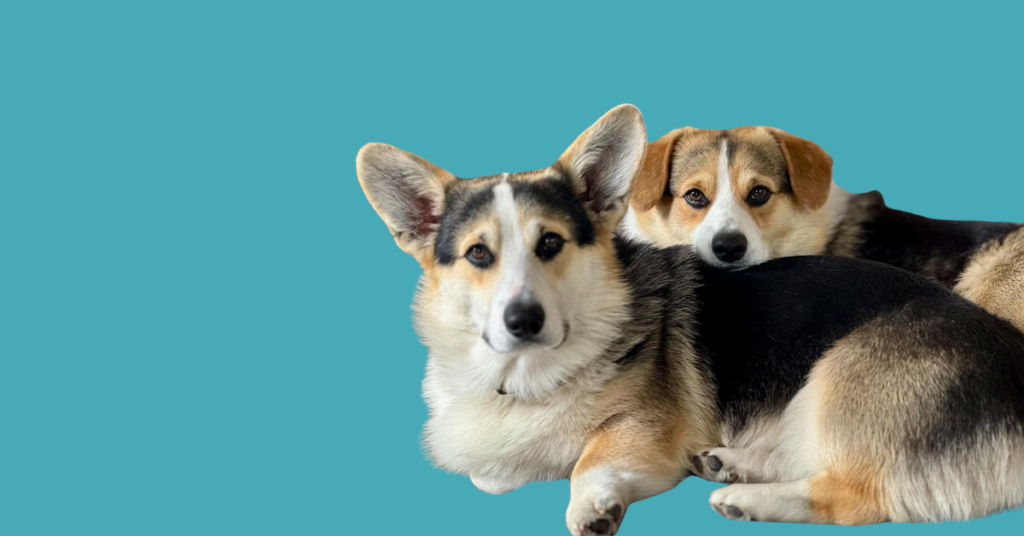 Image of two dogs, two corgis laying on a floor next to one another facing the camera against a blue background in an article answering what your dogs ideal weight is by sure4pets in Barnsley