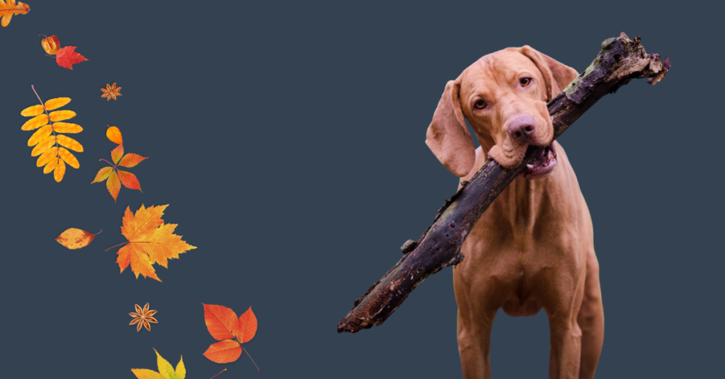 Image of a dog with a big stick in its mouth and some autumn leaves besides it in an article about safeguarding your dog during Autumn by sure4pets in Barnsley, South Yorkshire