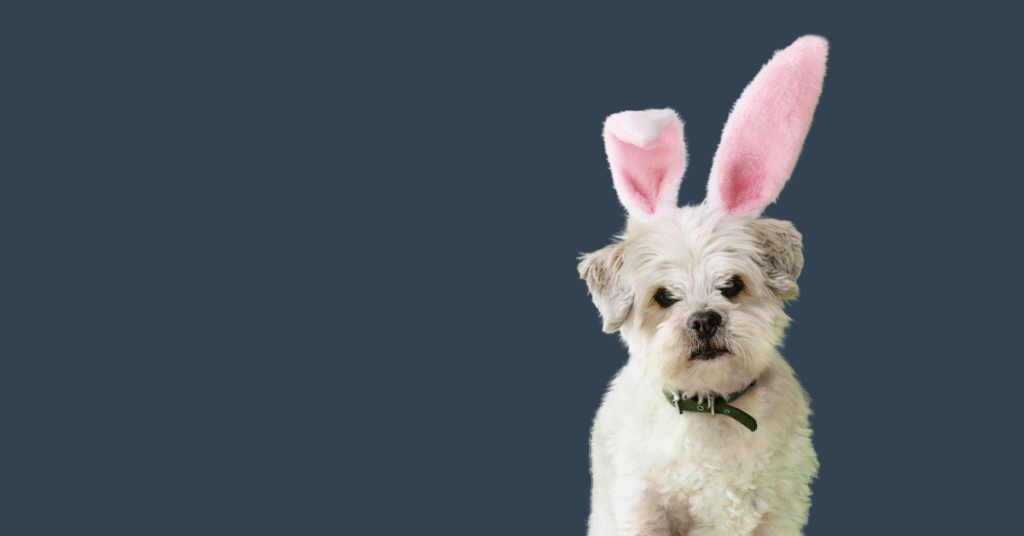 Small white dog wearing pink bunny ears against a dark blue background for a blog post about Easter treats for dogs by Sure4Pets in Barnsley, South Yorkshire.