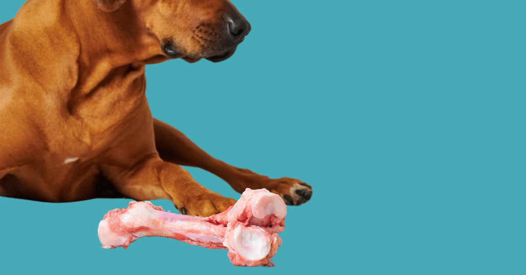 Dog with raw bone on sure4pets blue background, promoting Spring detox and raw feeding for pets.