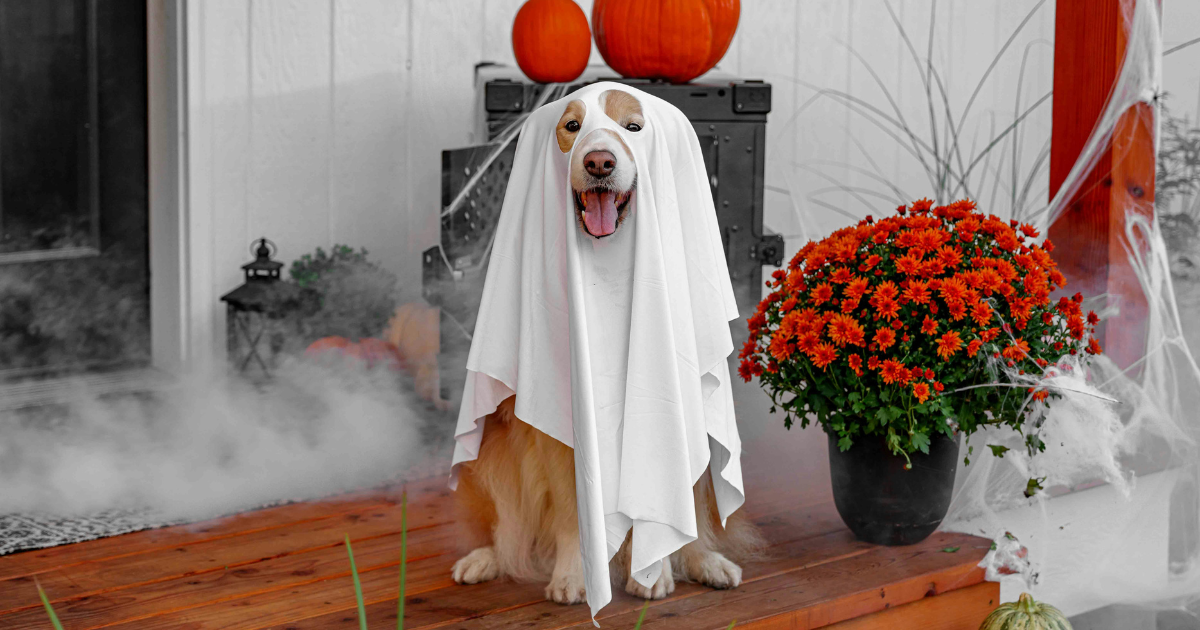 dog with a ghost costume on in an article about keeping your dog safe during halloween by Sure4Pets in Barnsley