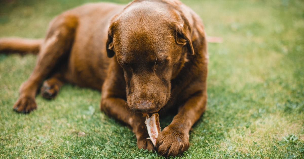 Dog eating raw bone in an article about keeping your dog safe during halloween by Sure4Pets in Barnsley