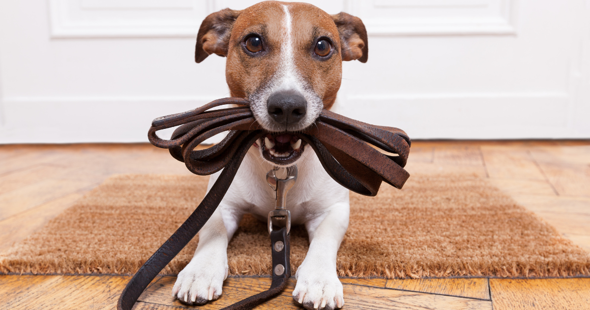 Happy dog with leash in mouth waiting for walk in an article about keeping your dog safe during halloween by Sure4Pets in Barnsley