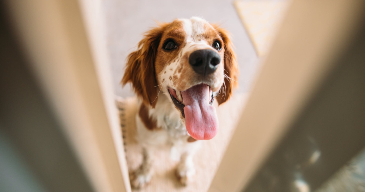 Happy dog at front door on a blog post about ways to keep your dog safe during halloween by Sure4Pets in Barnsley