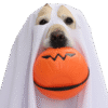 Photo of a dog wearing a ghost costume and carrying a pumpkin chew toy in its mouth, for the spooky menu by sure4pets, raw food specialists in Barnsley.