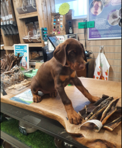 image of puppy on counter in a blog looking back at sure4pets 11 years later