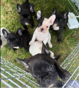 image of puppies in a cage outside in a blog looking back at sure4pets 11 years later