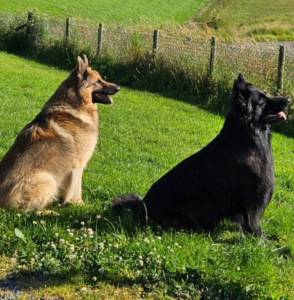 image of two dogs looking out into a field in a blog looking back at sure4pets 11 years later
