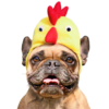 French Bulldog wearing a chicken hat, on the Easter Menu by sure4pets, raw dog food specialists in Barnsley, South Yorkshire