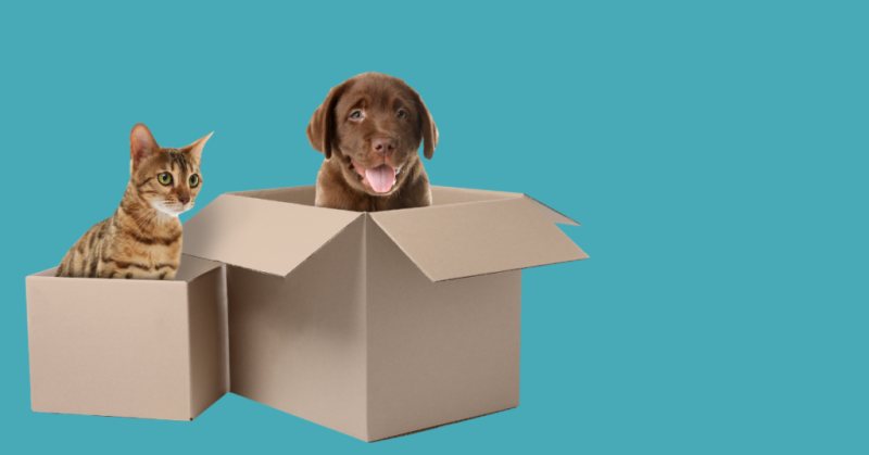 Image of a brown dog in a cardboard box next to a tabby cat in a cardboard box against a blue background in an article about updated delivery information by sure4pets in Barnsley, South Yorkshire.