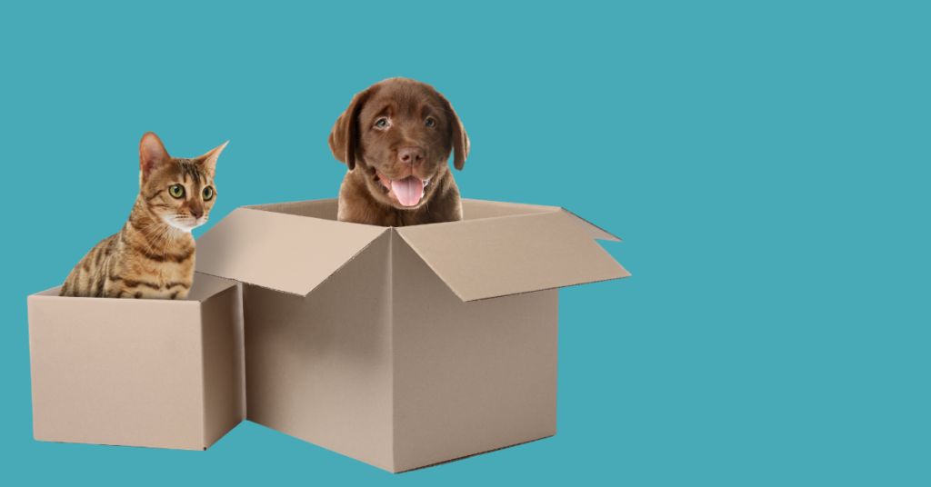 Image of a brown dog in a cardboard box next to a tabby cat in a cardboard box against a blue background in an article about updated delivery information by sure4pets in Barnsley, South Yorkshire.