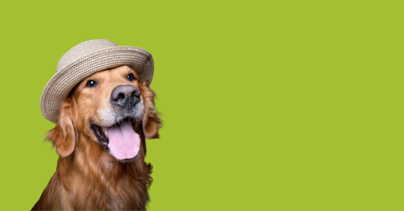Image of a golden retriever with a summer hat on against a green background in an article about how to keep your dog warm in the summer by sure4pets in Barnsley, South Yorkshire