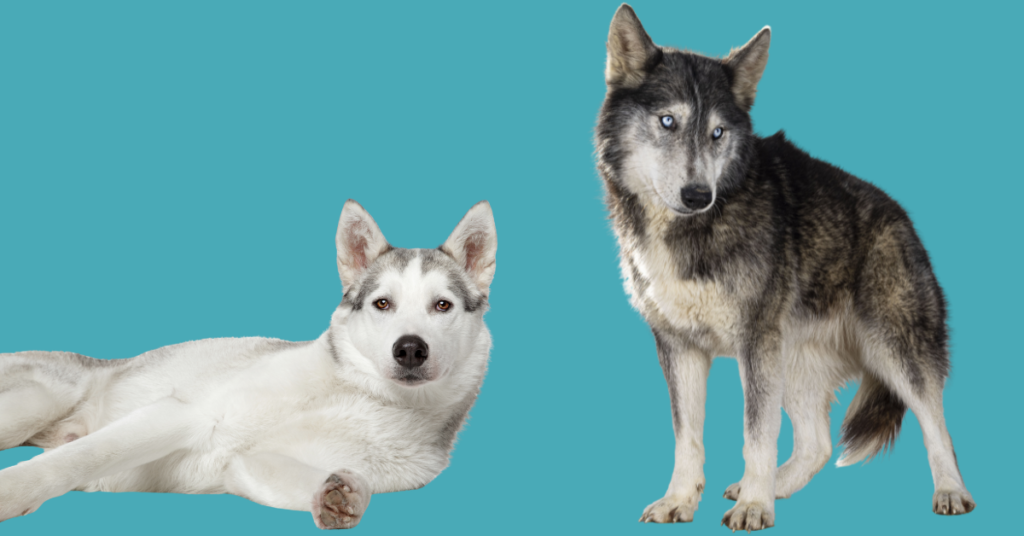 Image of a wolf alongside a dog against a blue background in an article describing the differences and similarities between dogs and wolves and why raw feeding is best for dogs by sure4pets in Barnsley, South Yorkshire