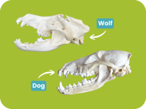Image of a dog and wolf skull side-by-side to see the similarities, against a green background.